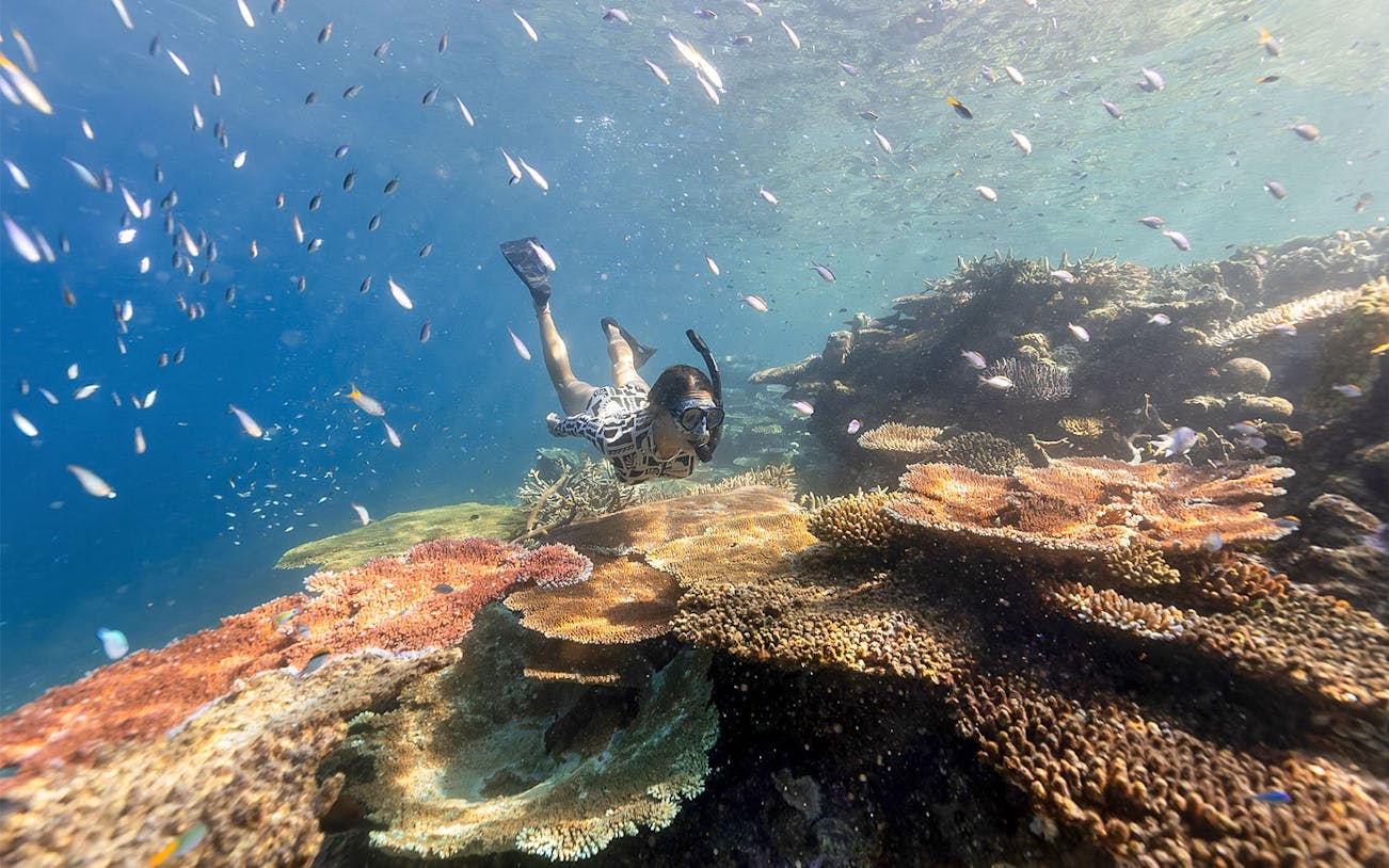 Snorkeler exploring vibrant coral reef and fish in Outer Reef Snorkel Adventure.