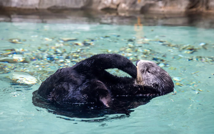 Sea otter floating on its back at Seattle Aquarium.