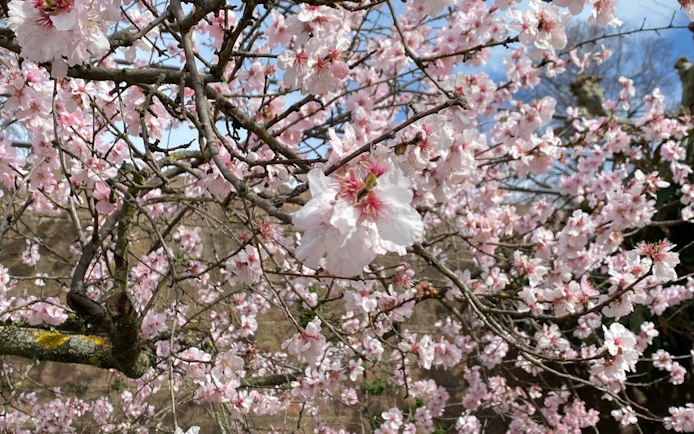 Cherry blossoms in Heidelberg during a self-guided city exploration game.