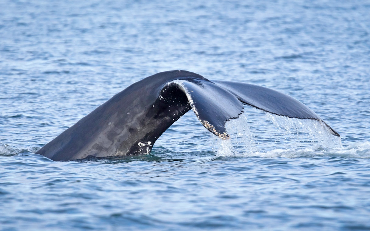 Whale tail emerging from water during Reykjavik RIB speedboat tour.
