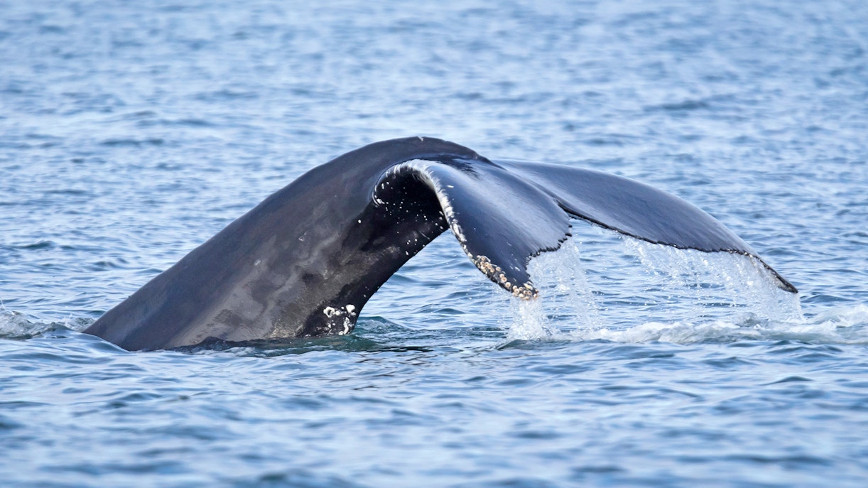 A whale's tail breaching the surface on the ocean