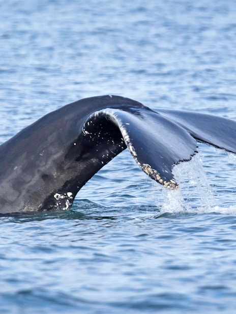 Whale tail emerging from water during Reykjavik RIB speedboat tour.