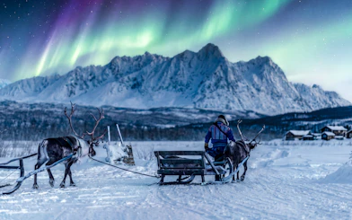 Reindeer pulling sled under Northern Lights in Tromso, Norway.