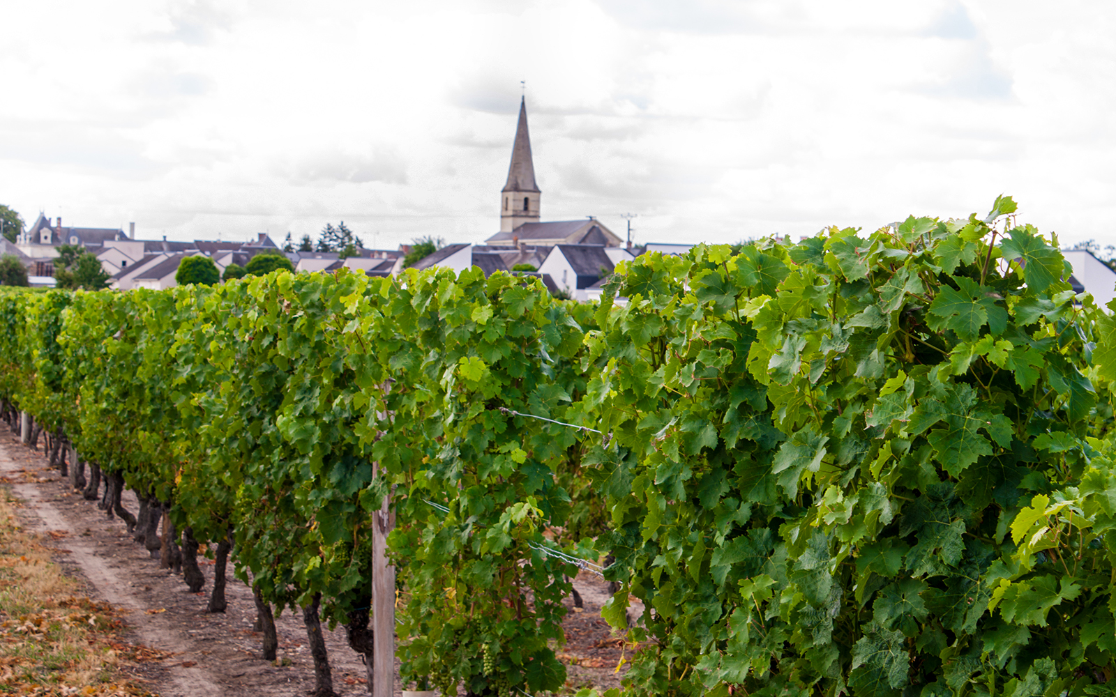Loire Valley Wineries