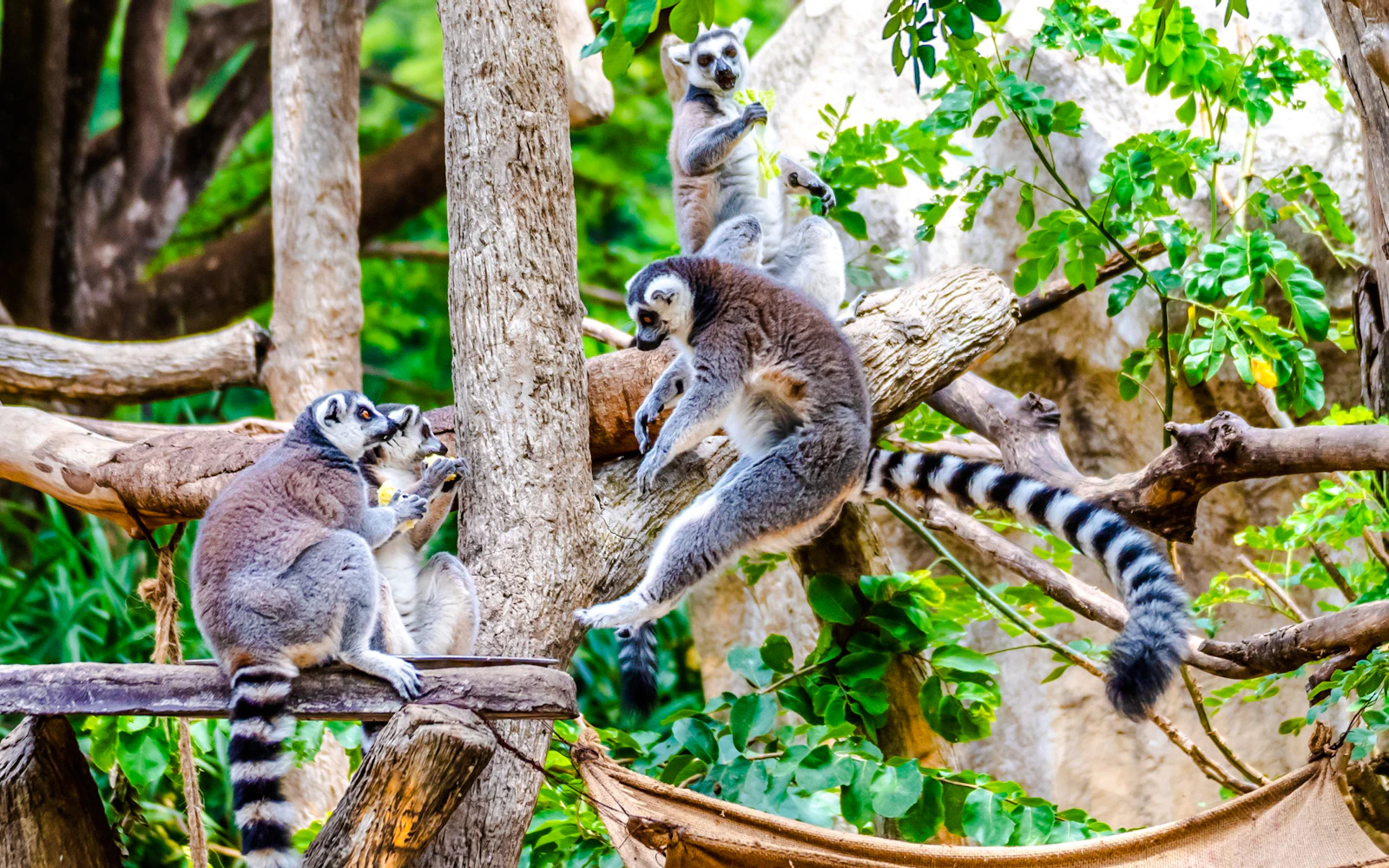 Chiang Mai Night Safari Tickets with Tram Rides Image 2