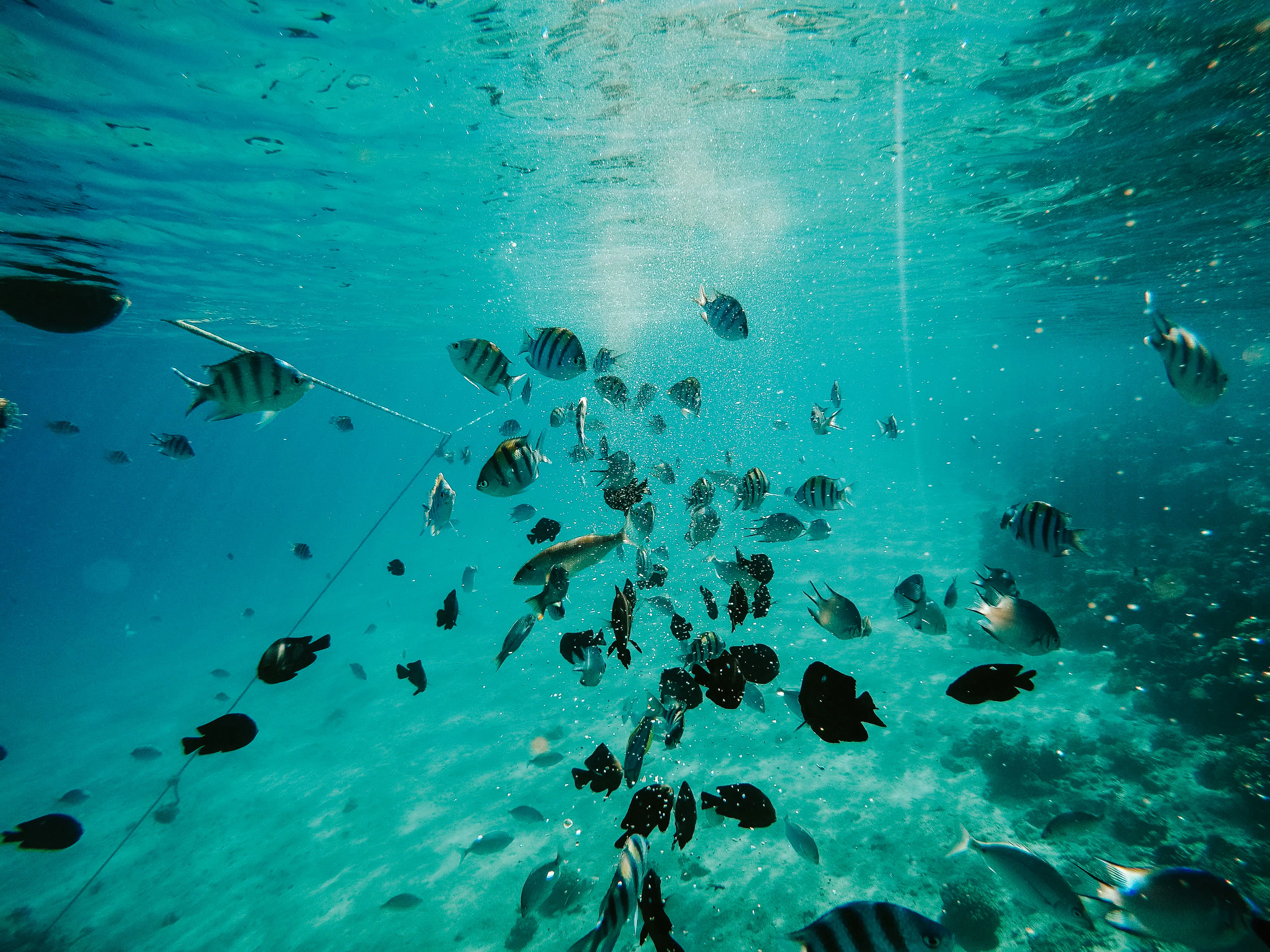 Colorful fish swimming in clear waters of Mnemba Island Atoll, Zanzibar.