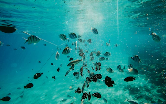 Colorful fish swimming in clear waters of Mnemba Island Atoll, Zanzibar.