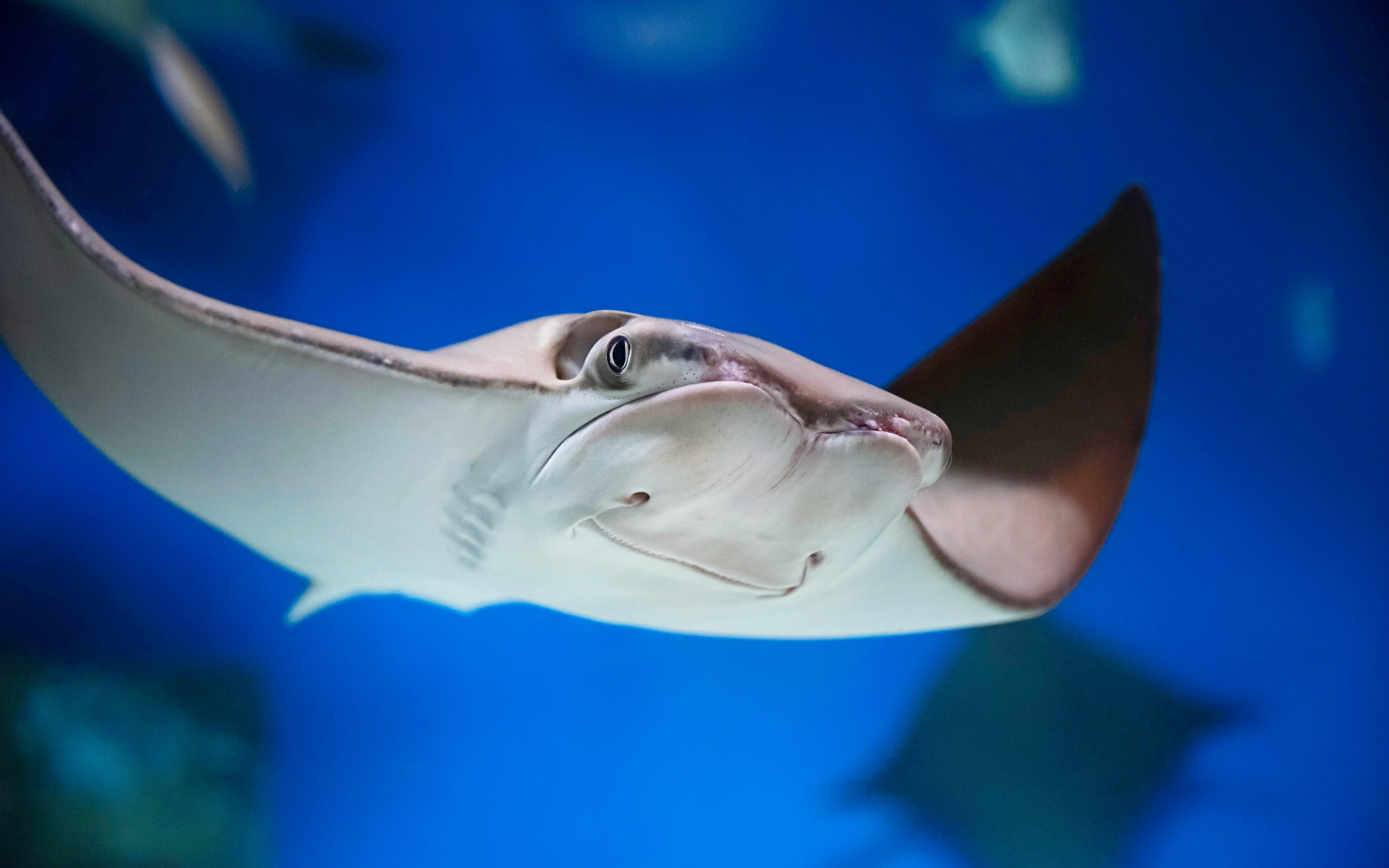 Cownose ray swimming underwater in an aquarium.