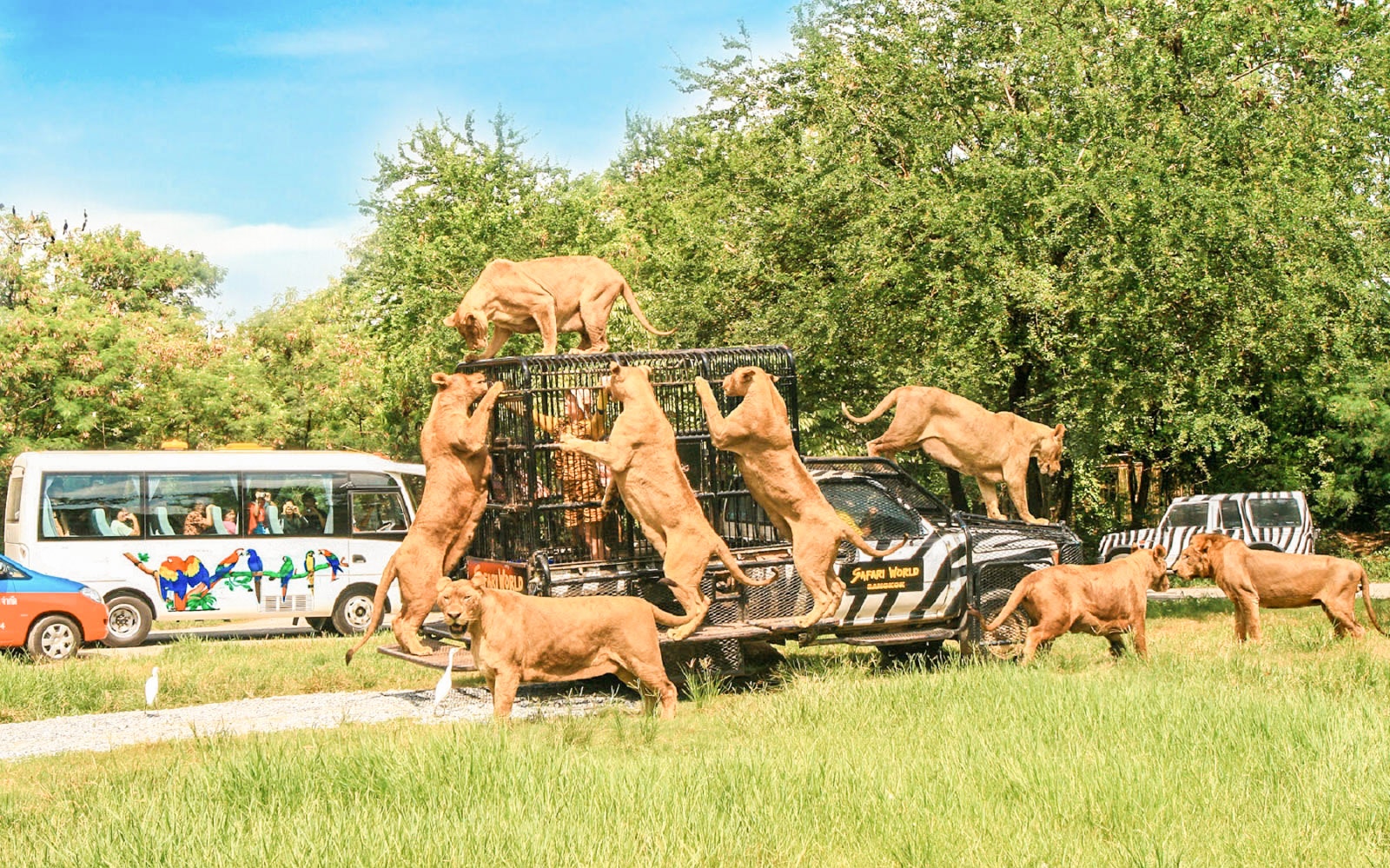 Lions interacting with a safari vehicle at Safari World Bangkok.