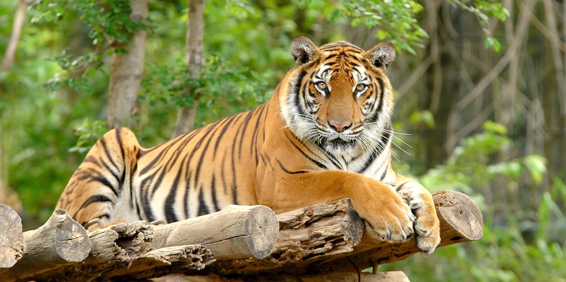 Zoo Negara