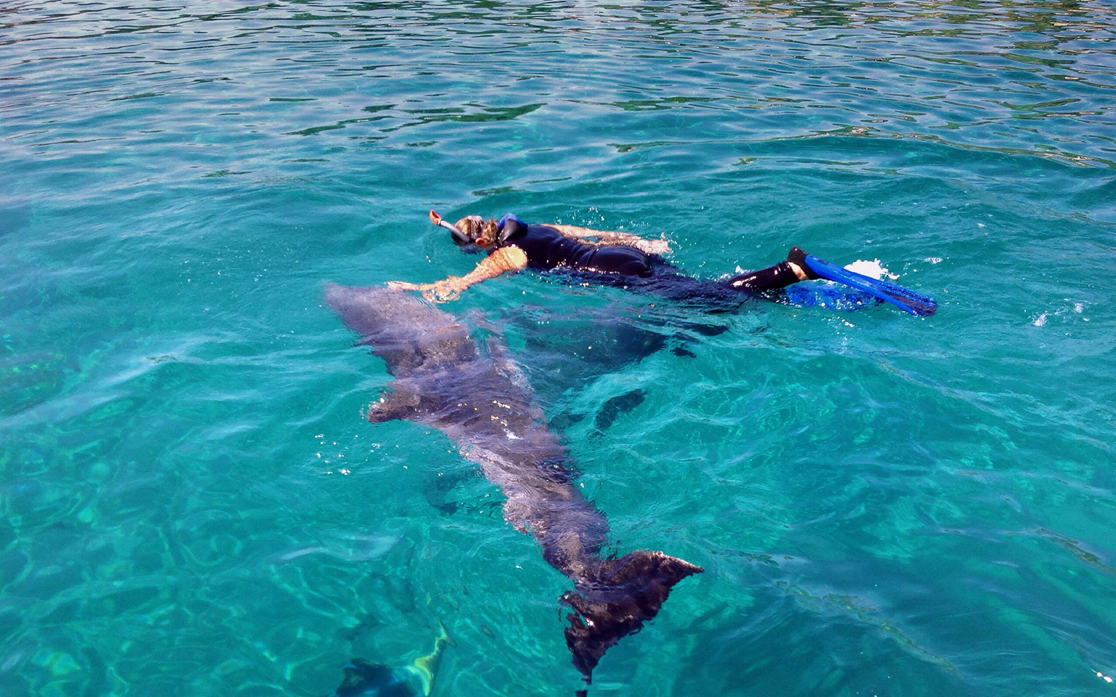 Snorkeler swimming with a dolphin in clear waters of Tenerife.