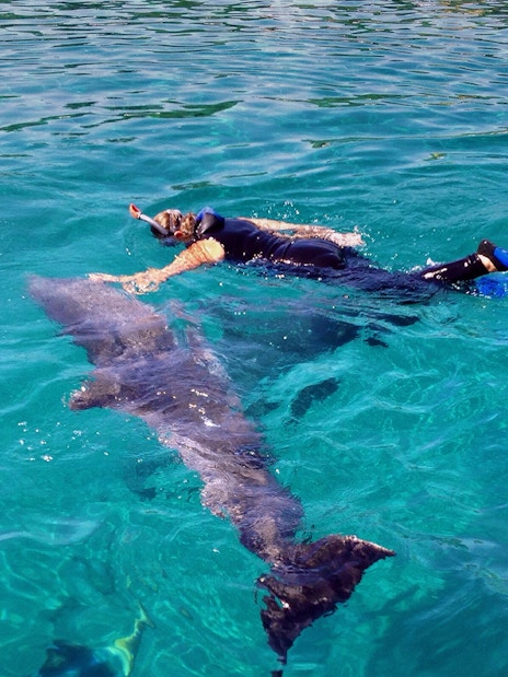 Snorkeler swimming with a dolphin in clear waters of Tenerife.