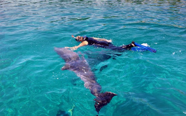 Snorkeler swimming with a dolphin in clear waters of Tenerife.