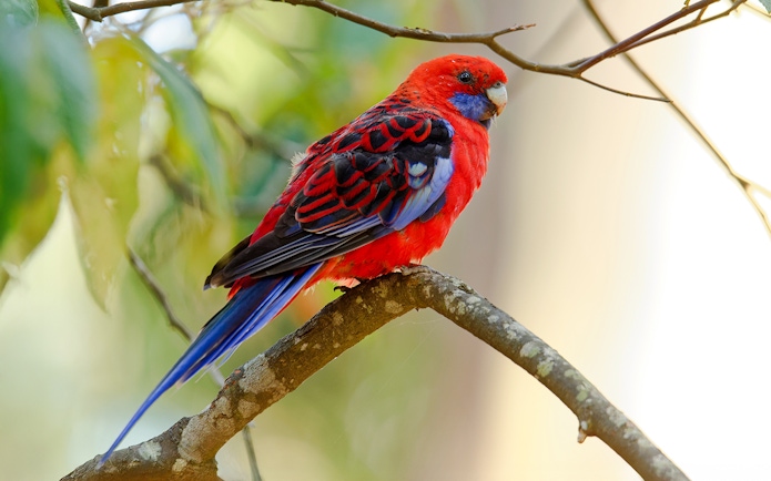 Crimson rosella perched on a tree branch in a natural setting.