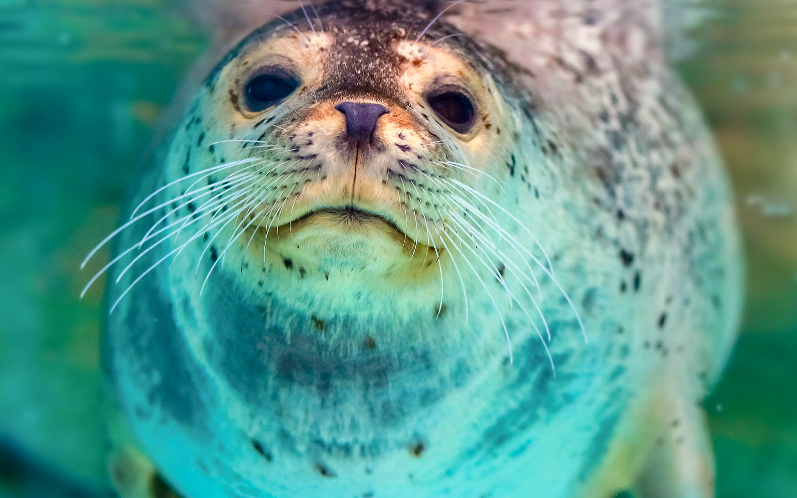 Close up portrait of a spotted seal