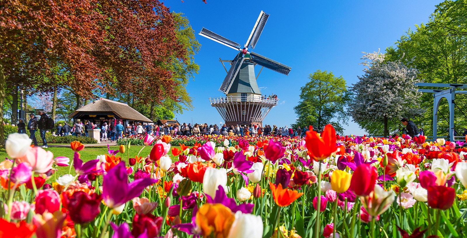 Keukenhof garden with vibrant tulips and a windmill in Lisse, Netherlands.