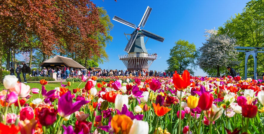 Keukenhof garden with vibrant tulips and a windmill in Lisse, Netherlands.