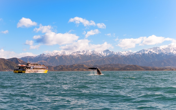 Whale tail near boat on Kaikoura cruise with snow-capped mountains in background.