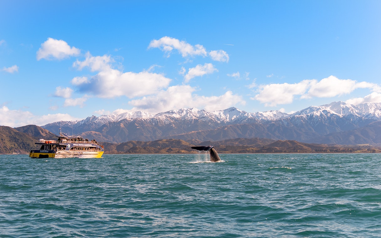 Whale tail near boat on Kaikoura cruise with snow-capped mountains in background.