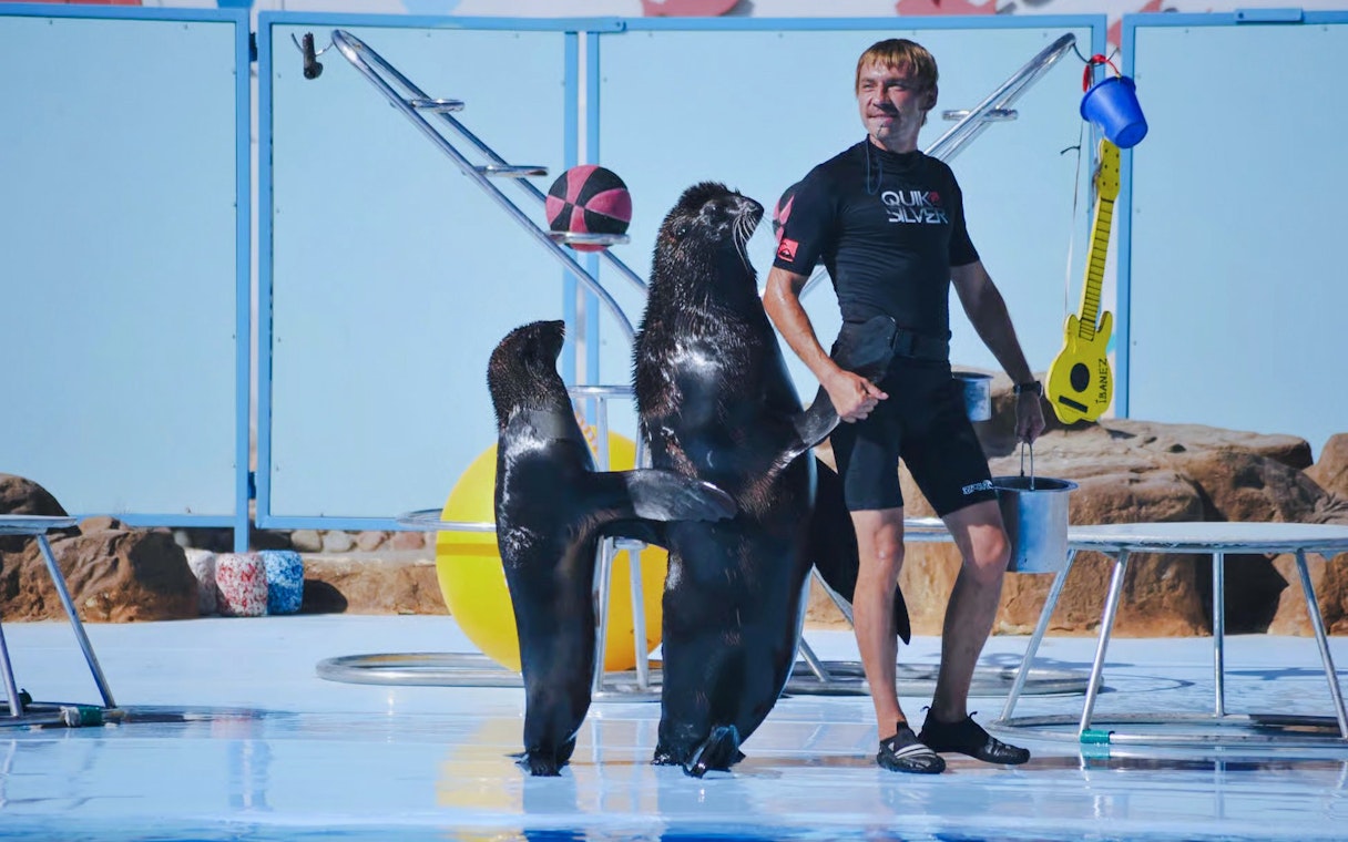 Trainer with walruses performing at a dolphin show in Hurghada.