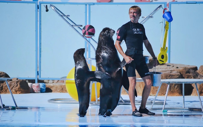 Trainer with walruses performing at a dolphin show in Hurghada.