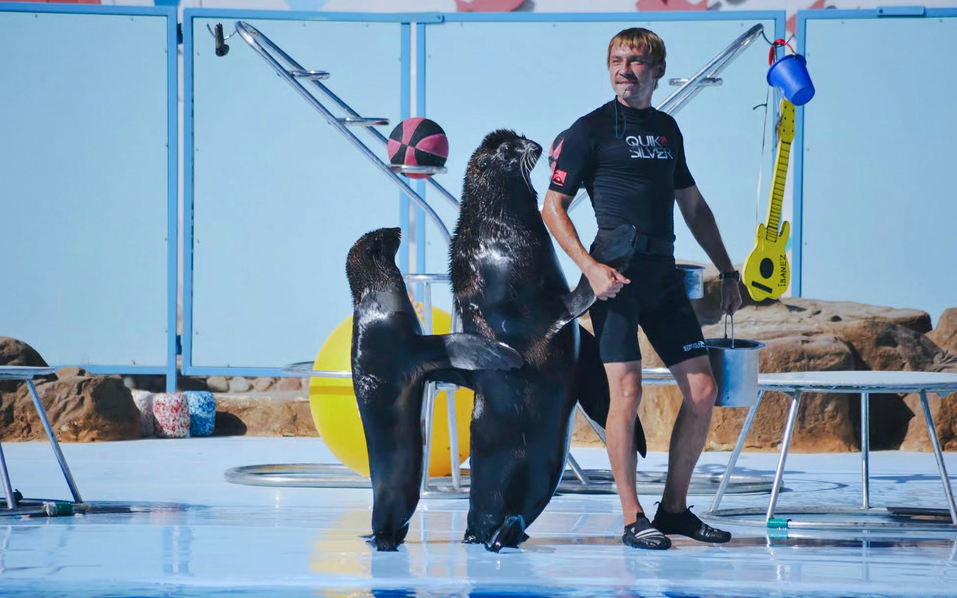 Trainer with walruses performing at a dolphin show in Hurghada.