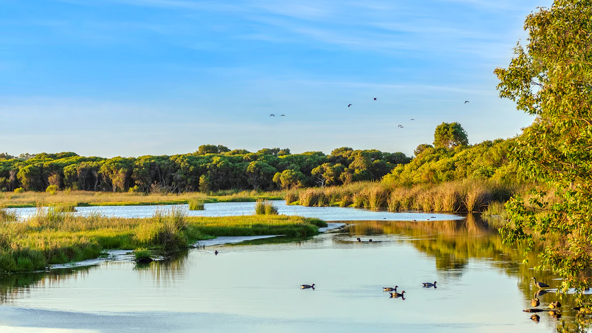 Wetlands and ducks at Yanchep National Park, Australia.