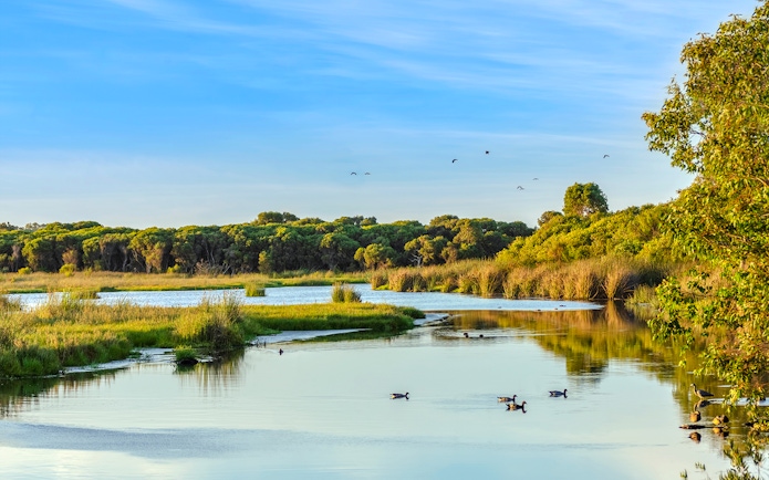 Wetlands and ducks at Yanchep National Park, Australia.