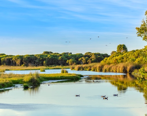 Wetlands and ducks at Yanchep National Park, Australia.