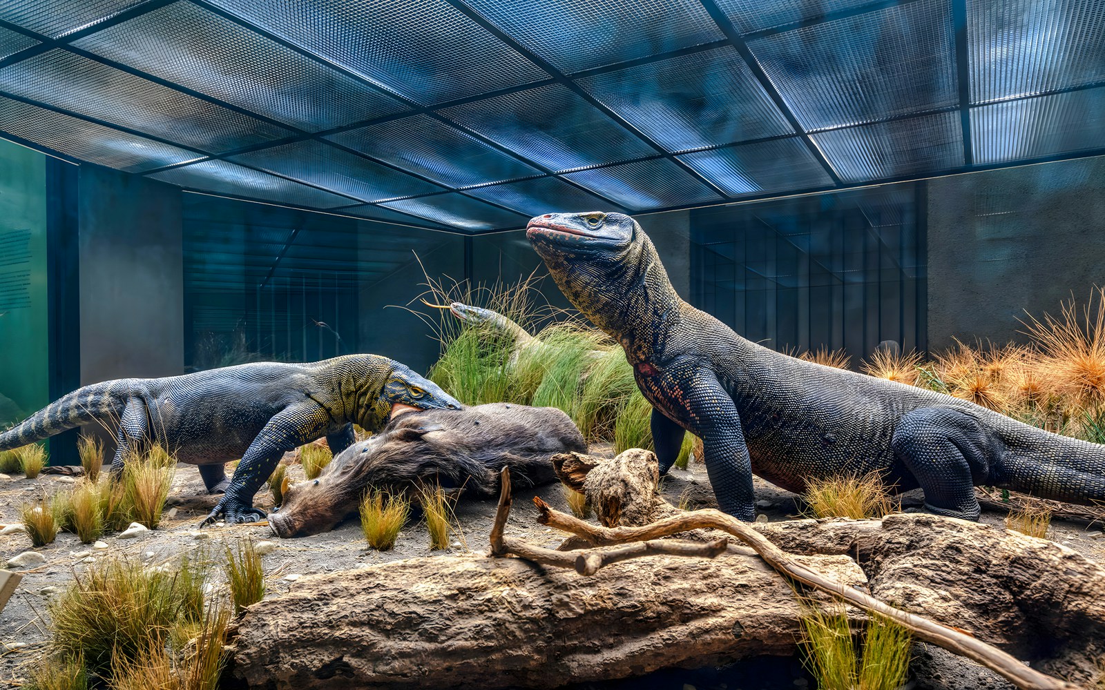 Birds and Reptiles and Amphibian Halls exhibit showcasing diverse species in a naturalistic setting.