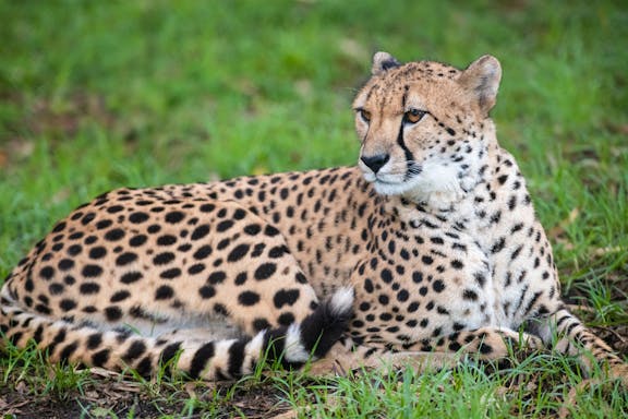 tickets to featherdale wildlife park-8