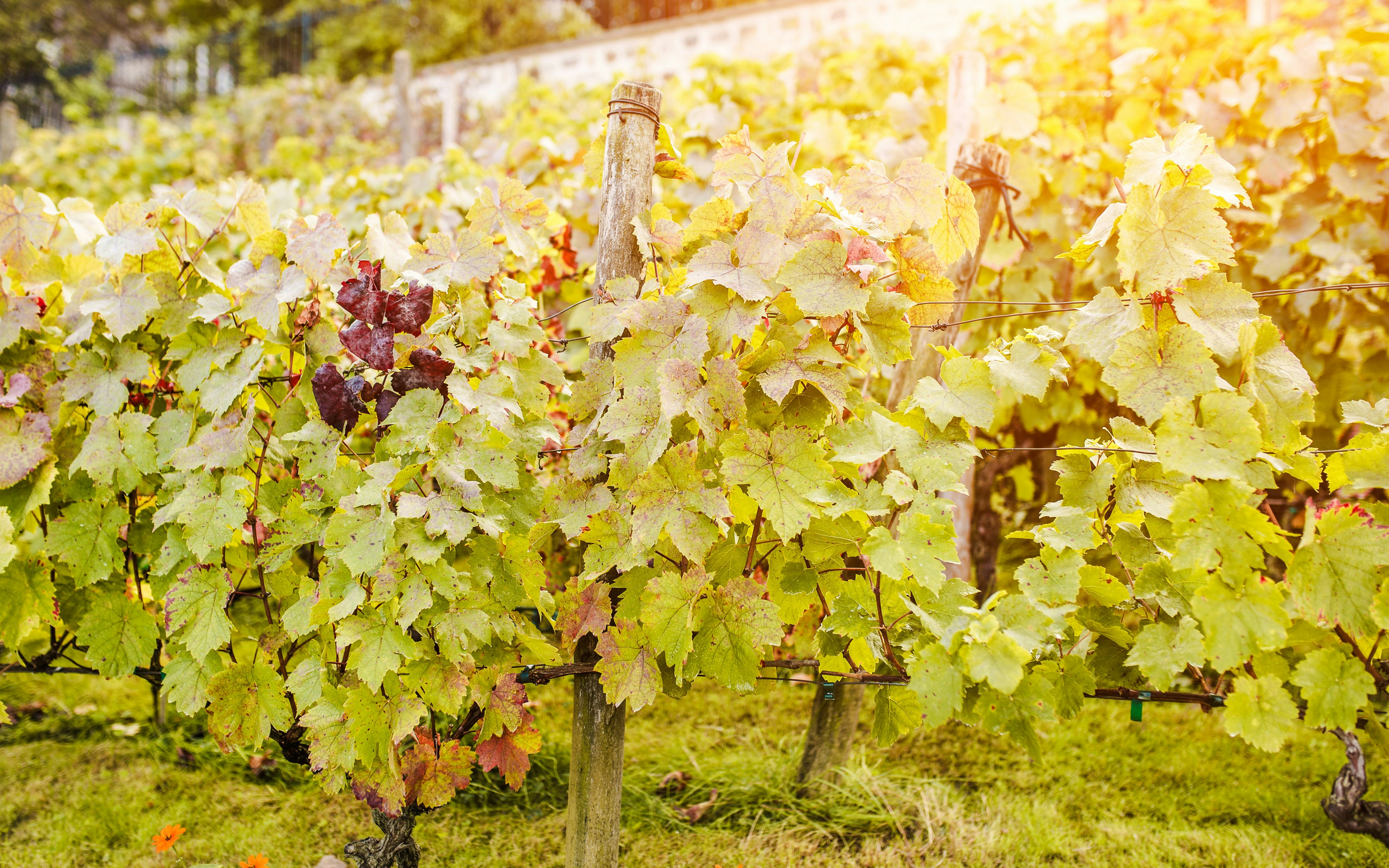 Clos Montmartre vineyard with lush grapevines in Paris, France.