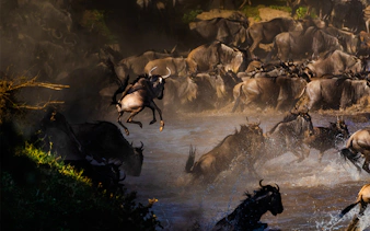 6-day tanzania safari: serengeti and ngorongoro crater-4