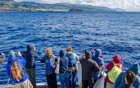 São Miguel: Whale Watching Catamaran Tour