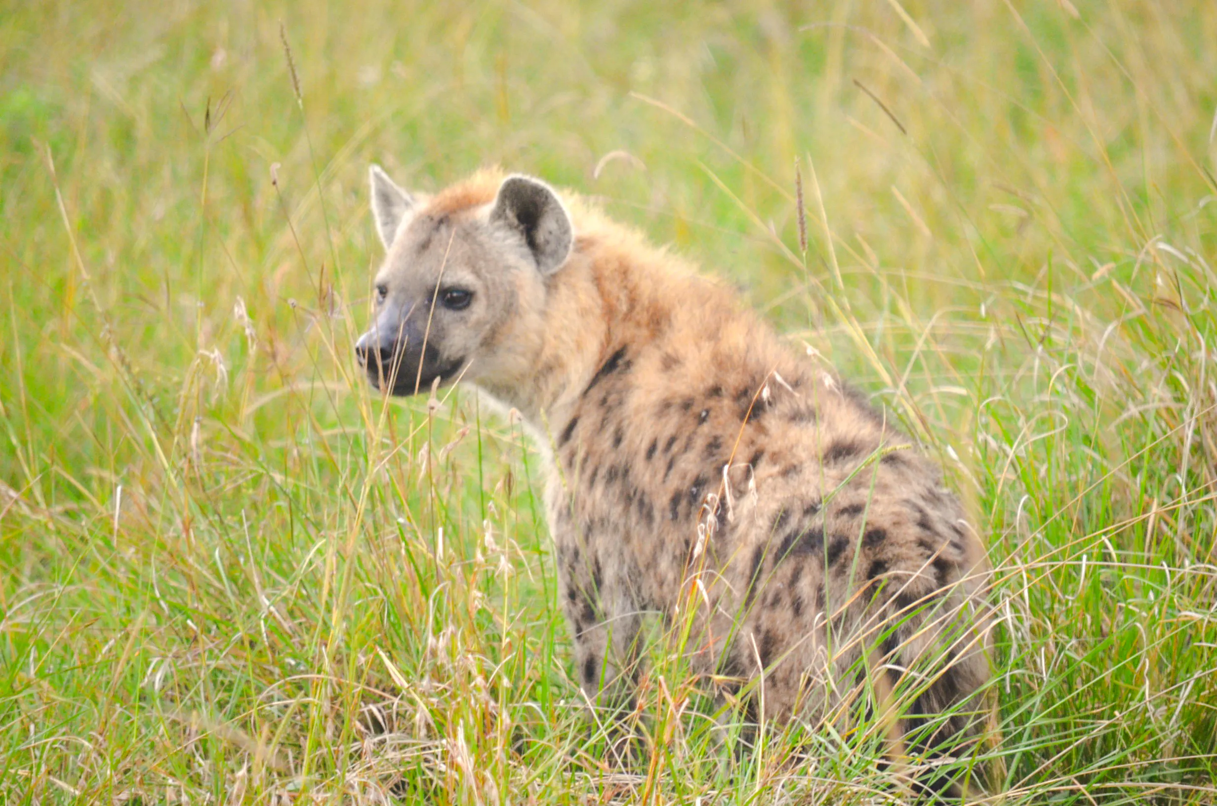 Hyena in grassland at Nairobi National Park, Nairobi.