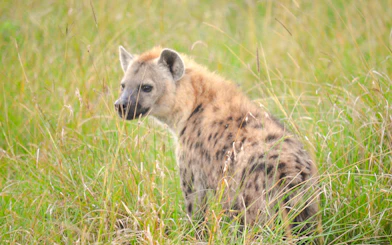 Hyena in grassland at Nairobi National Park, Nairobi.