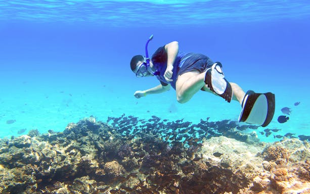 Snorkeler exploring coral reef and fish in the Red Sea, Egypt.