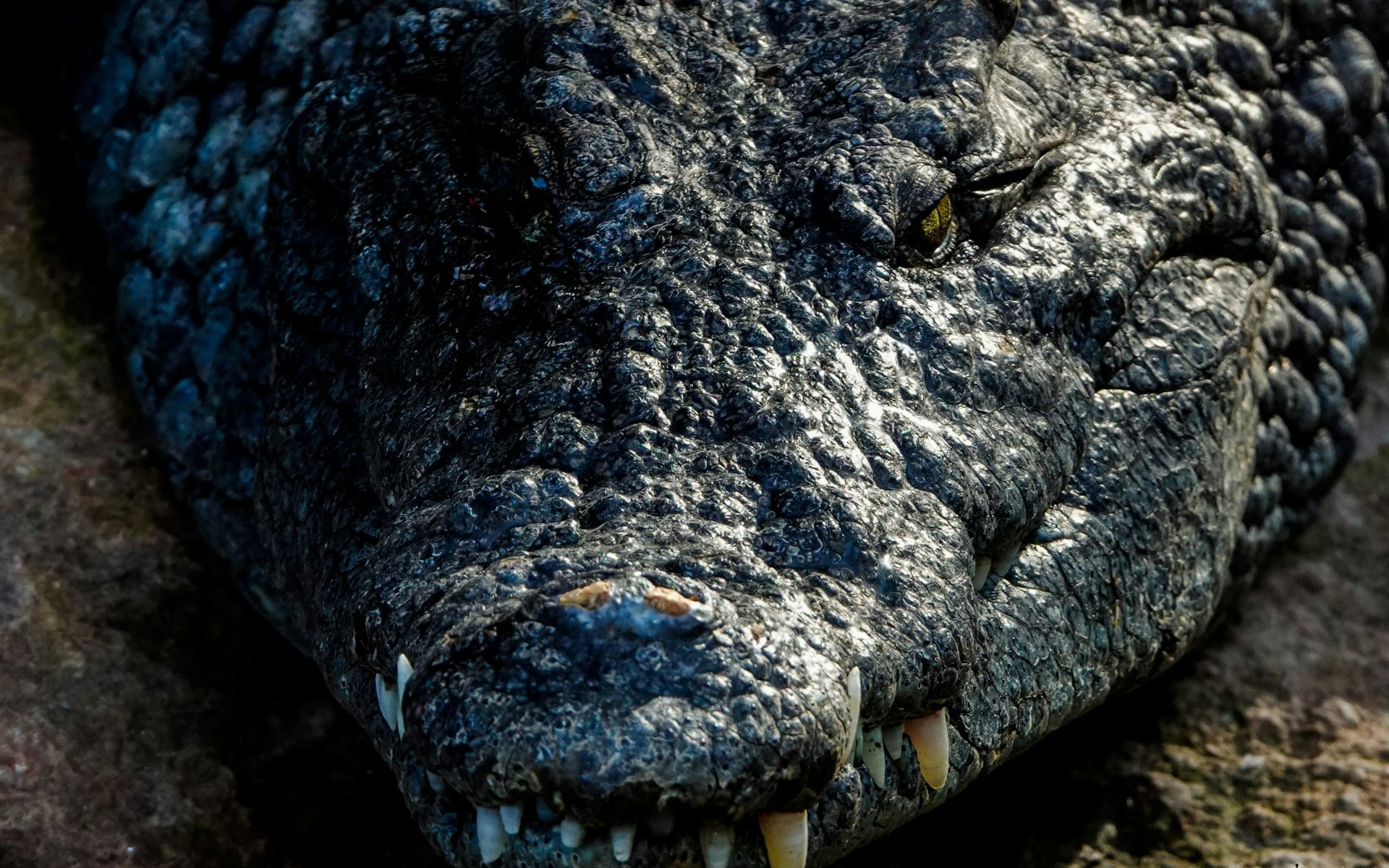 Crocodile close-up at Bioparc Fuengirola, Spain.