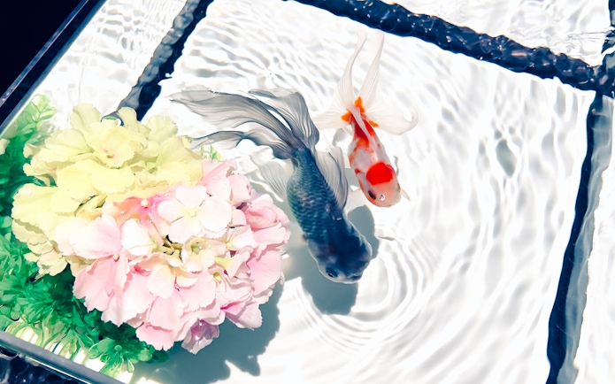 Koi fish swimming near flowers at Art Aquarium Ginza.