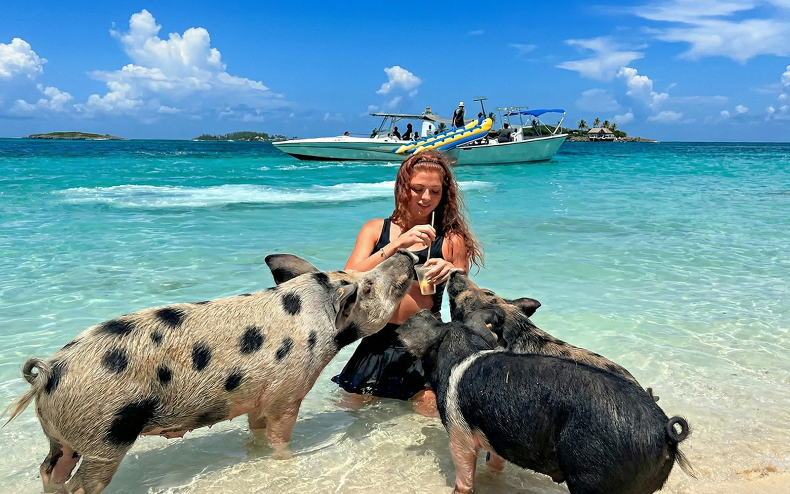 Swimming with pigs on Mansa Bay beach, private island day trip with boat in background.