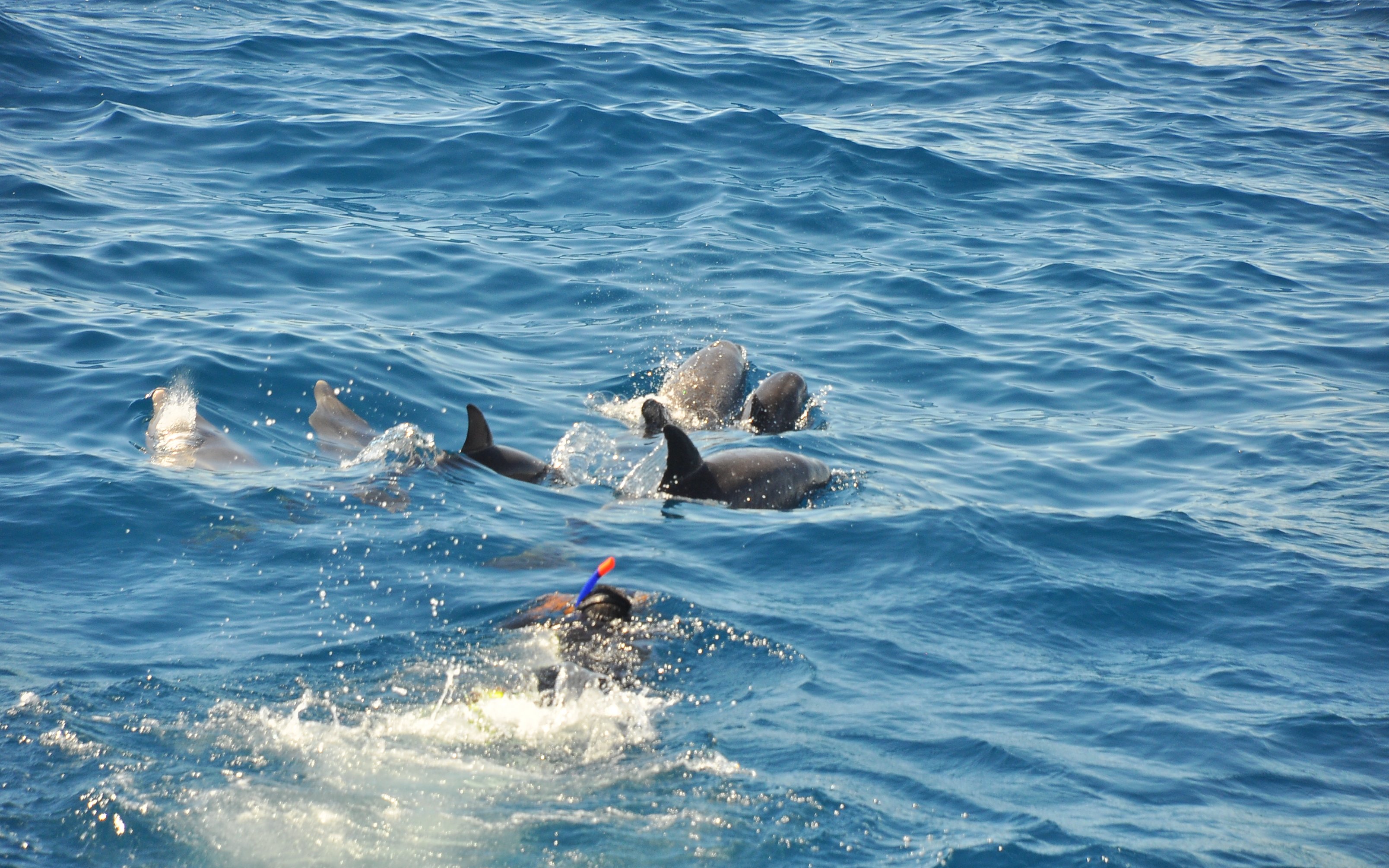 Snorkeler near dolphins in clear waters of Orange Bay Island, Hurghada.