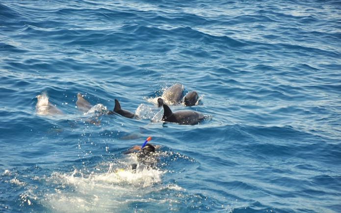 Snorkeler near dolphins in clear waters of Orange Bay Island, Hurghada.