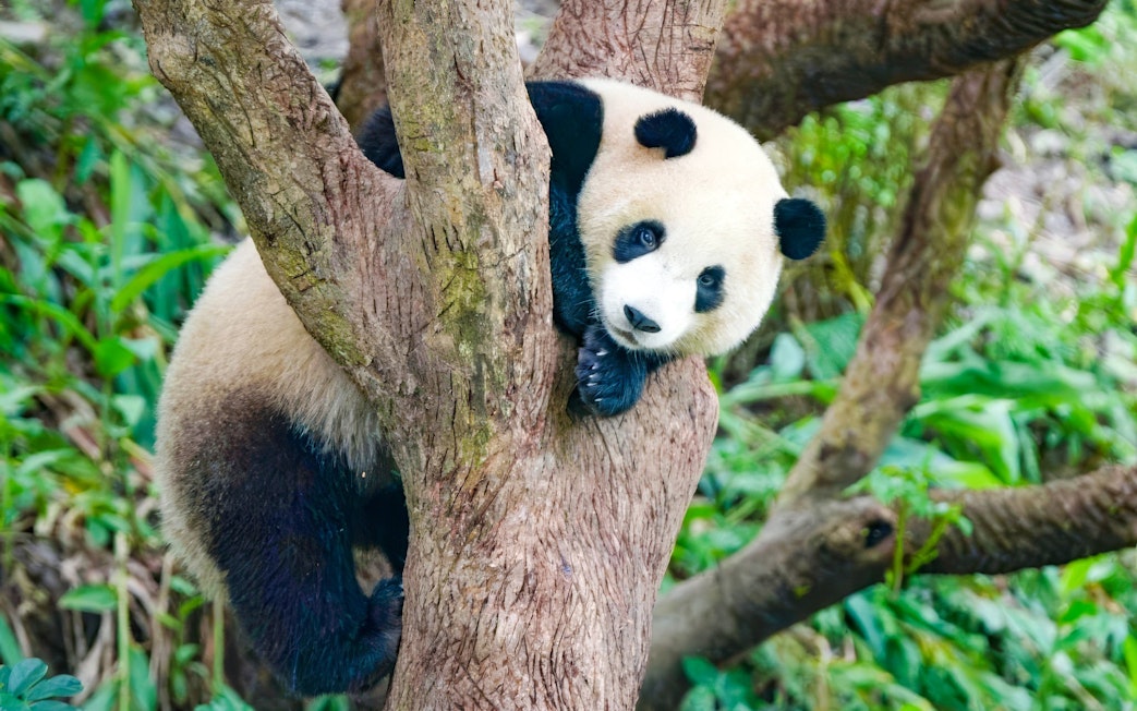 Panda climbing a tree at Taipei Zoo, Taiwan.