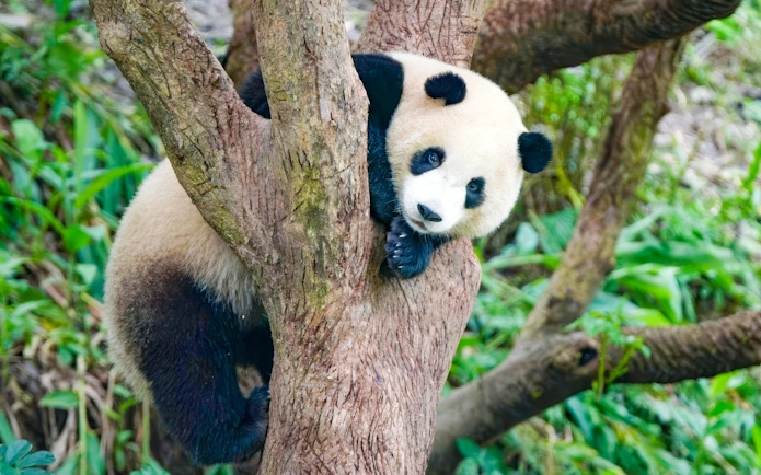 Panda climbing a tree at Taipei Zoo, Taiwan.