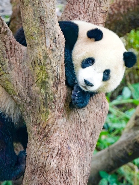 Panda climbing a tree at Taipei Zoo, Taiwan.