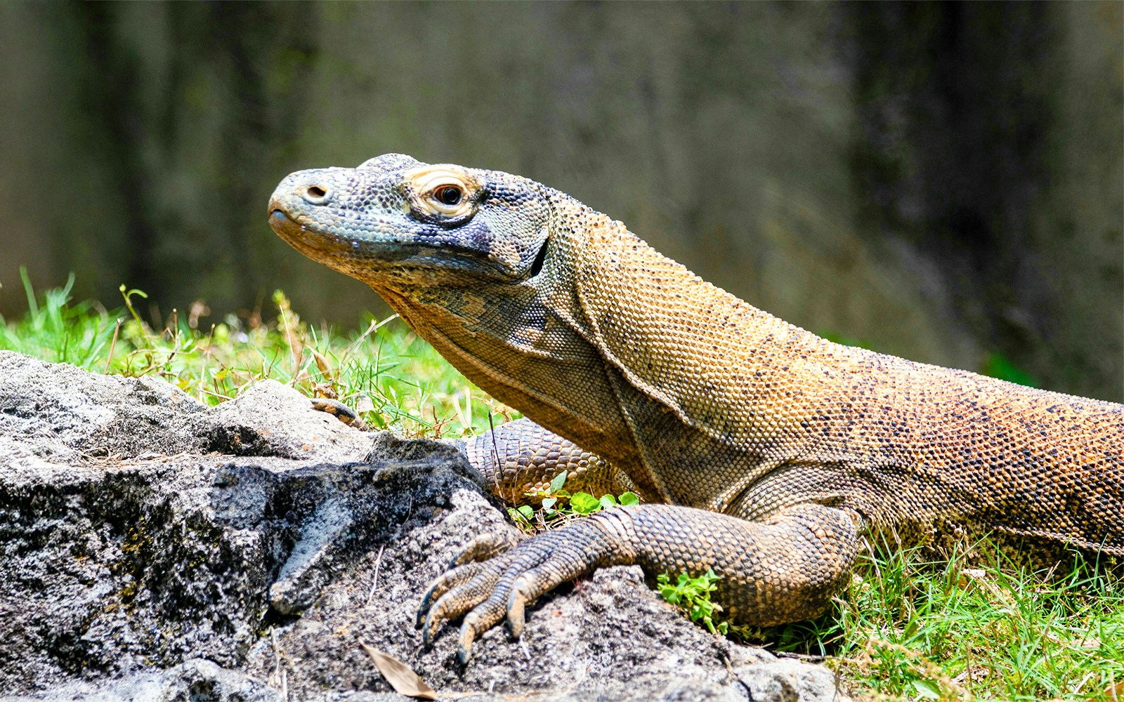 Komodo dragon resting on rocks at Walt Disney's Animal Kingdom, Orlando.