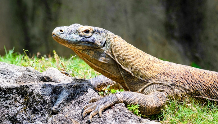 Robert Irwin up close with Komodo Dragon in Australia Zoo