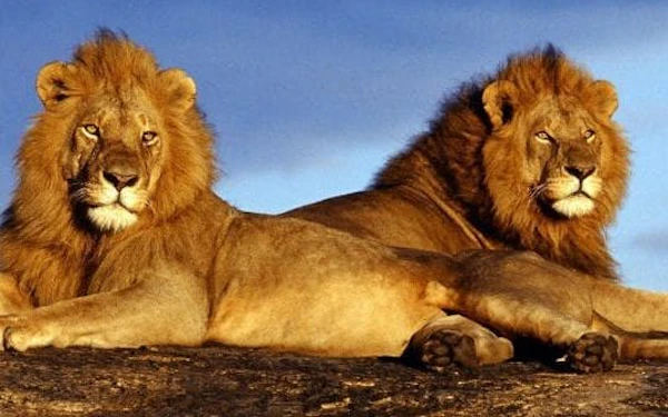Private Full-Day 4x4 Open Vehicle Safari with Guide in Kruger National Park