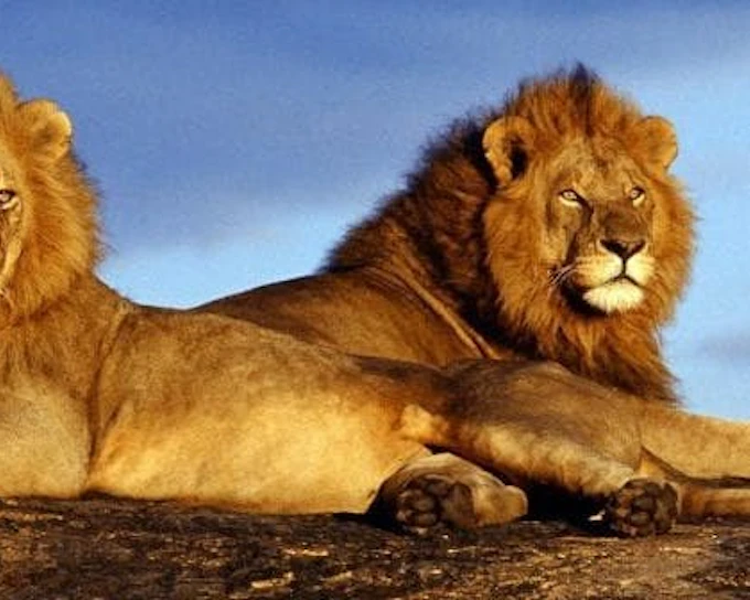 Private Full-Day 4x4 Open Vehicle Safari with Guide in Kruger National Park