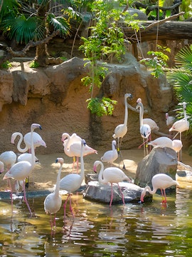 Flamingos wading in a pond at Bioparc Fuengirola, surrounded by lush greenery.